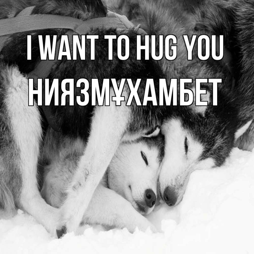Greetings card с именем, НИЯЗМҰХАМБЕТ I want to hug you собачки в упряжке Greetings with text for free download 