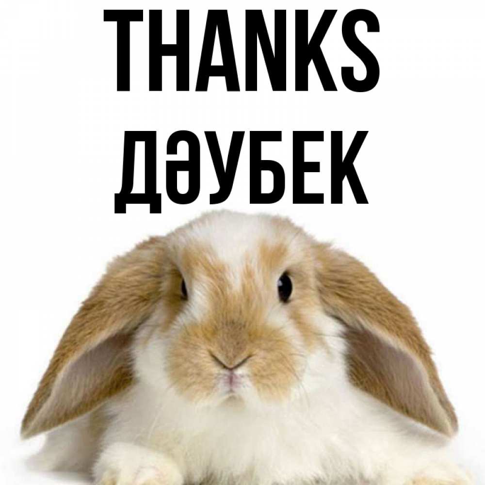 Greetings card с именем, Дәубек Thanks коричнево белый заяц Greetings with text for free download 