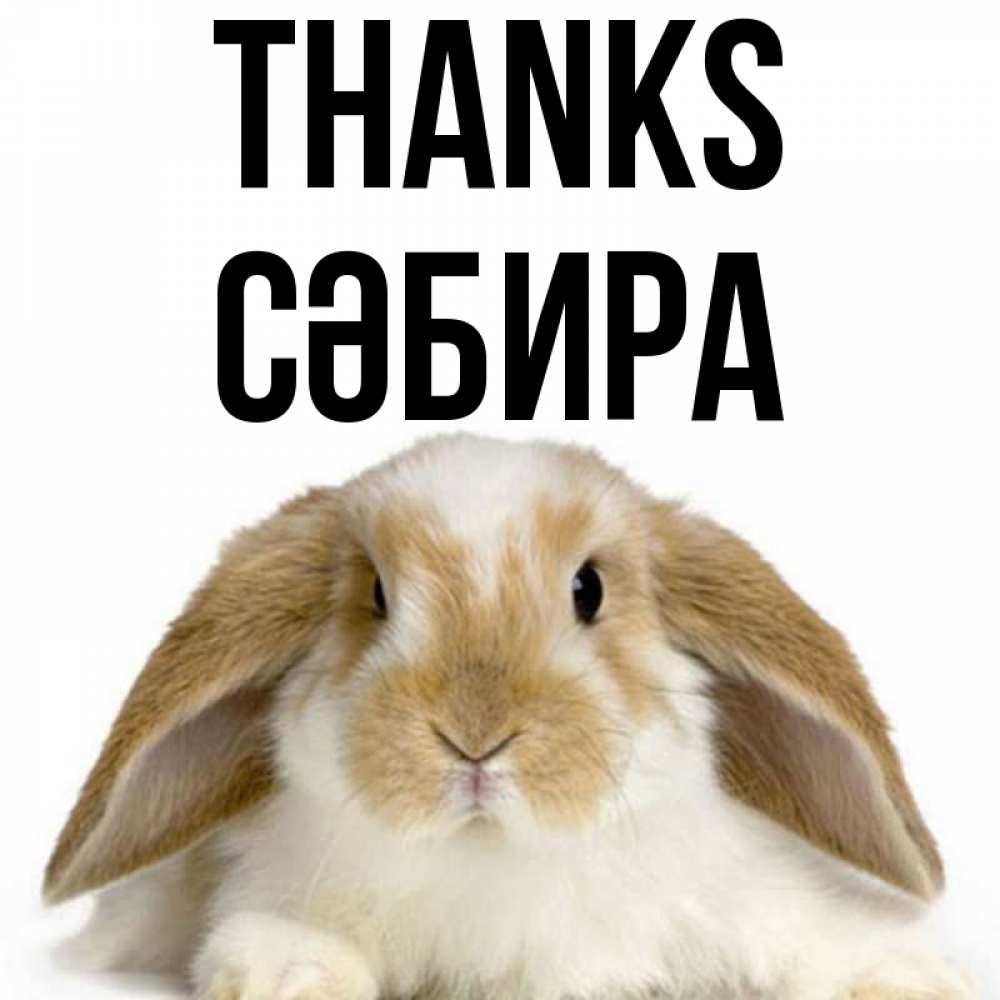 Greetings card с именем, СӘБИРА Thanks коричнево белый заяц Greetings with text for free download 