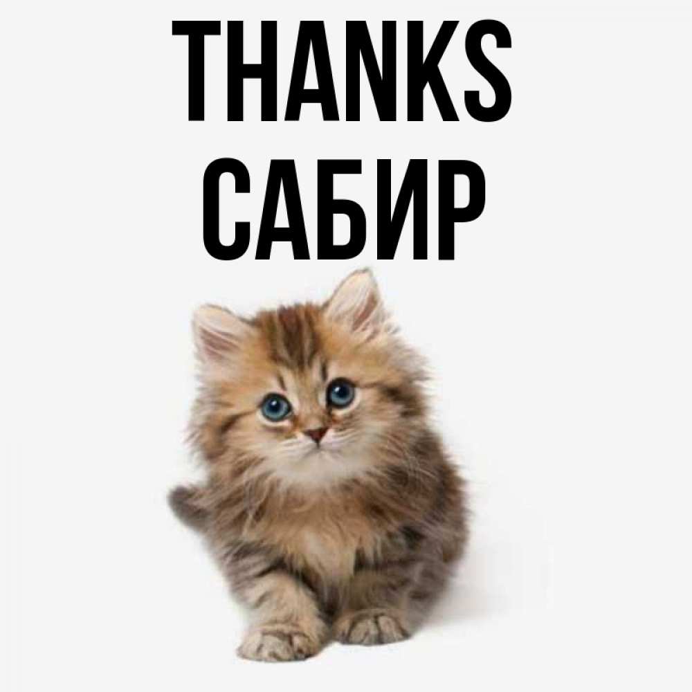 Greetings card с именем, Сабир Thanks пушистый котик Greetings with text for free download 