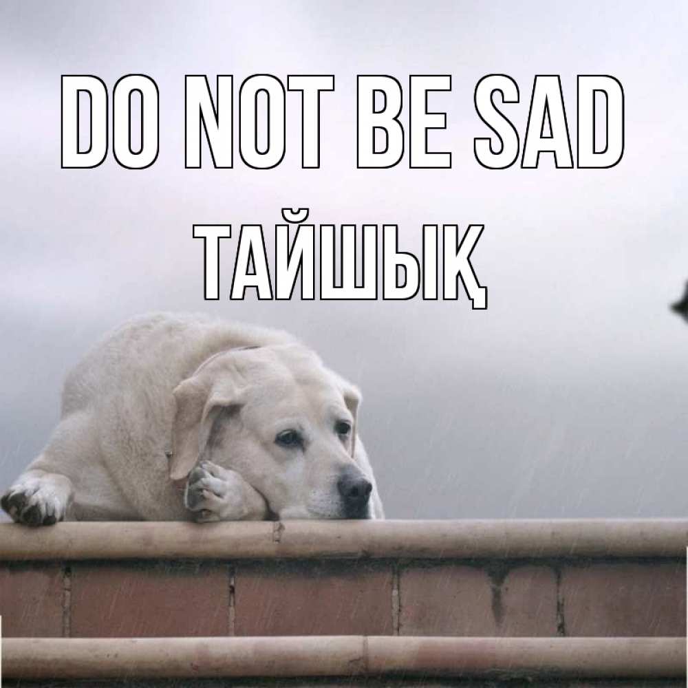 Greetings card с именем, ТАЙШЫҚ Do not be sad белый пес 1 Greetings with text for free download 