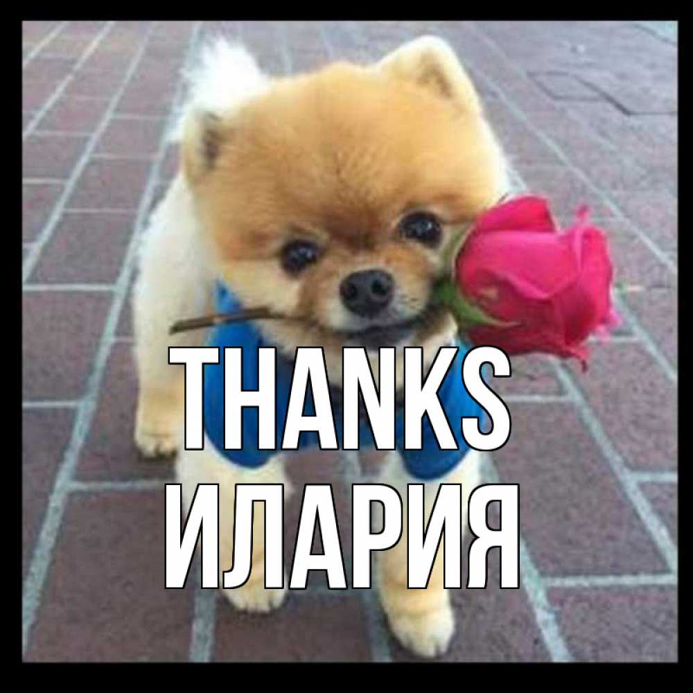 Greetings card с именем, Илария Thanks спасибо и дарю тебе цветок Greetings with text for free download 