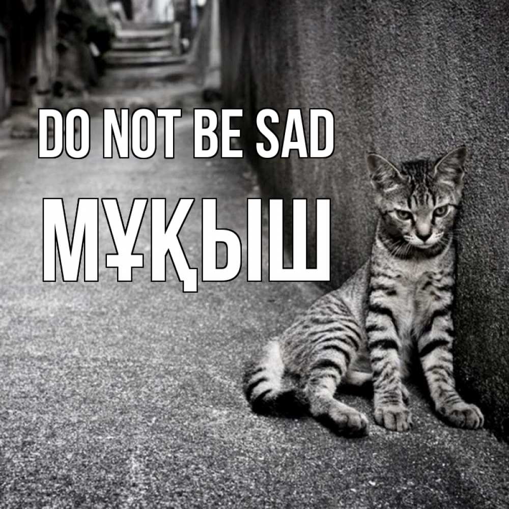Greetings card с именем, Мұқыш Do not be sad скучающий котик Greetings with text for free download 