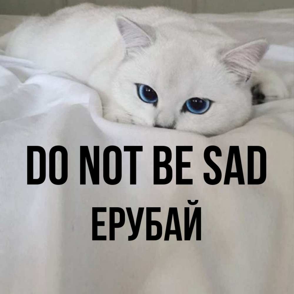 Greetings card с именем, Ерубай Do not be sad Голубоглазая кошка Greetings with text for free download 