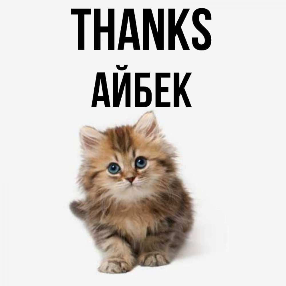 Greetings card с именем, Айбек Thanks пушистый котик Greetings with text for free download 