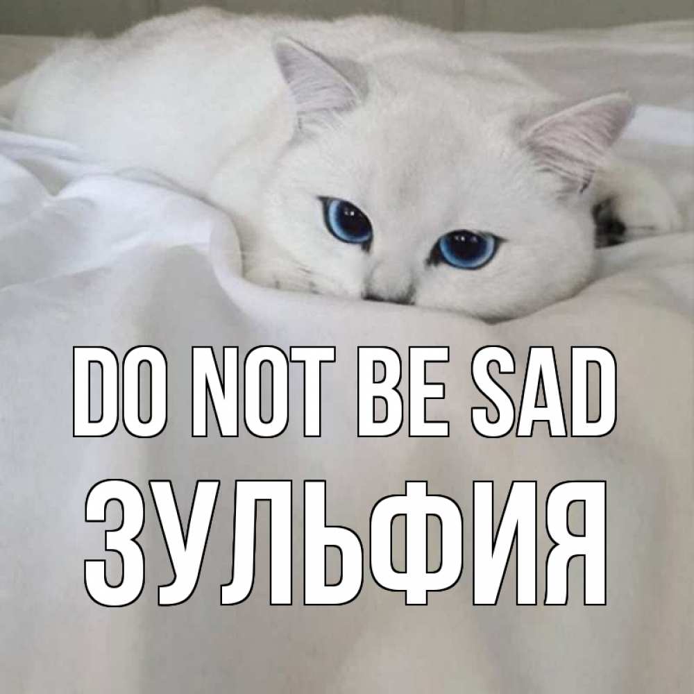 Greetings card с именем, Зульфия Do not be sad белый кот с голубыми глазами на белоснежной кровати Greetings with text for free download 