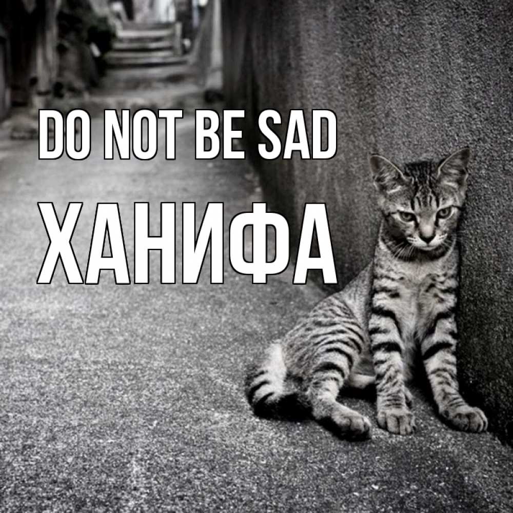 Greetings card с именем, ХАНИФА Do not be sad скучающий котик Greetings with text for free download 