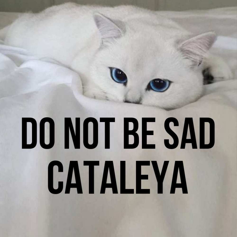 Greetings card с именем, Cataleya Do not be sad Голубоглазая кошка Greetings with text for free download 