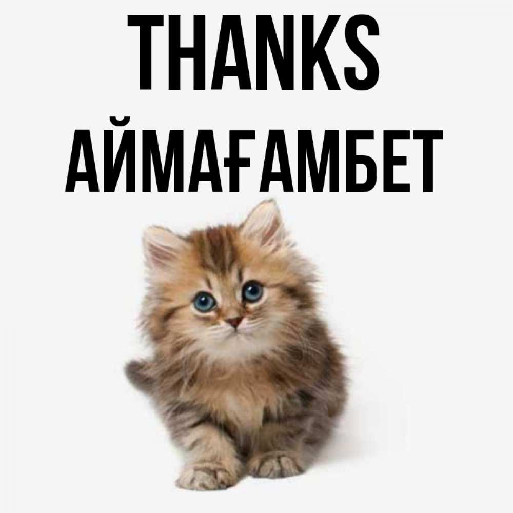 Greetings card с именем, Аймағамбет Thanks пушистый котик Greetings with text for free download 