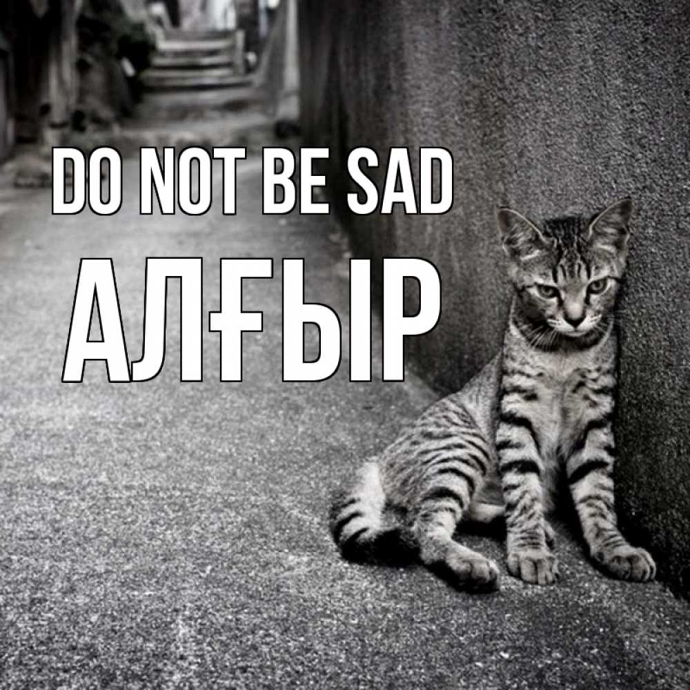 Greetings card с именем, Алғыр Do not be sad скучающий котик Greetings with text for free download 