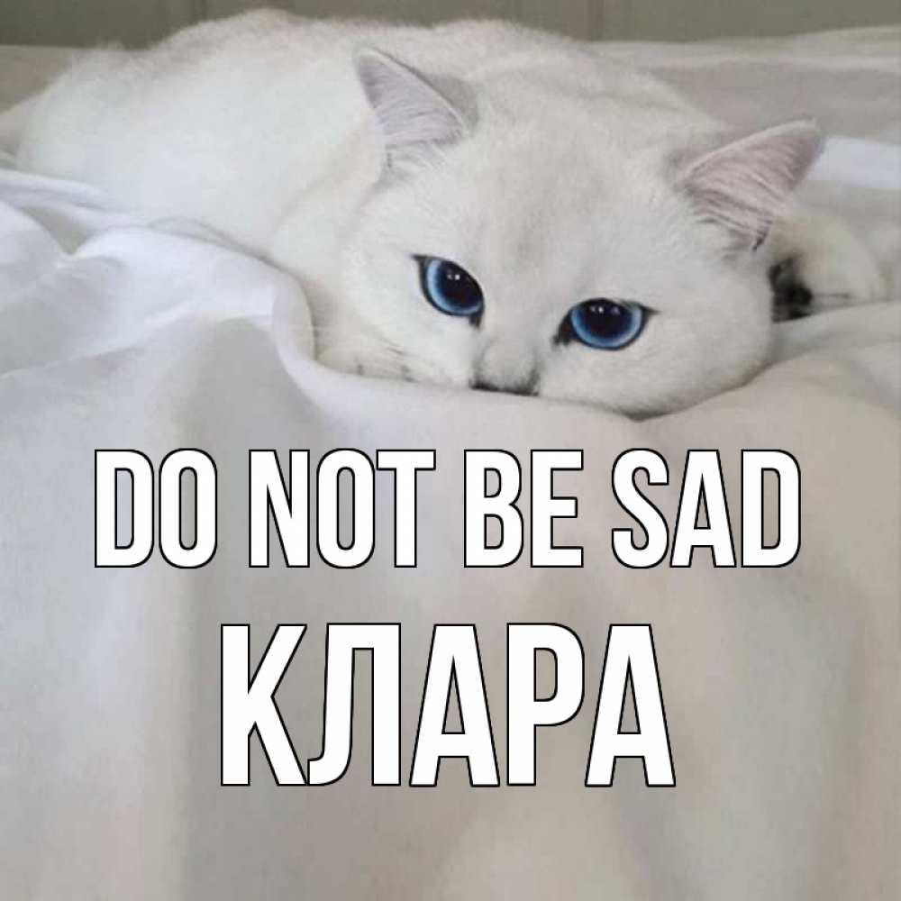 Greetings card с именем, КЛАРА Do not be sad белый кот с голубыми глазами на белоснежной кровати Greetings with text for free download 