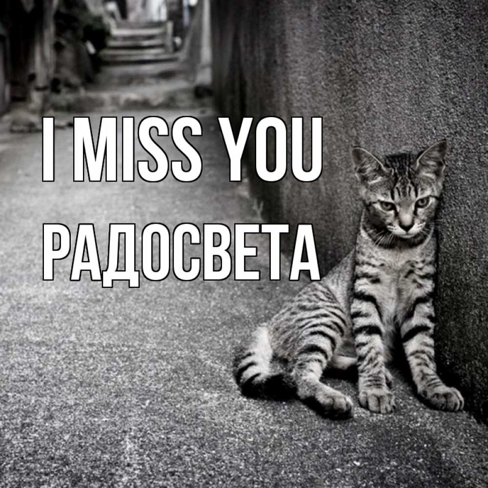 Greetings card с именем, Радосвета I miss you одиноко котику Greetings with text for free download 