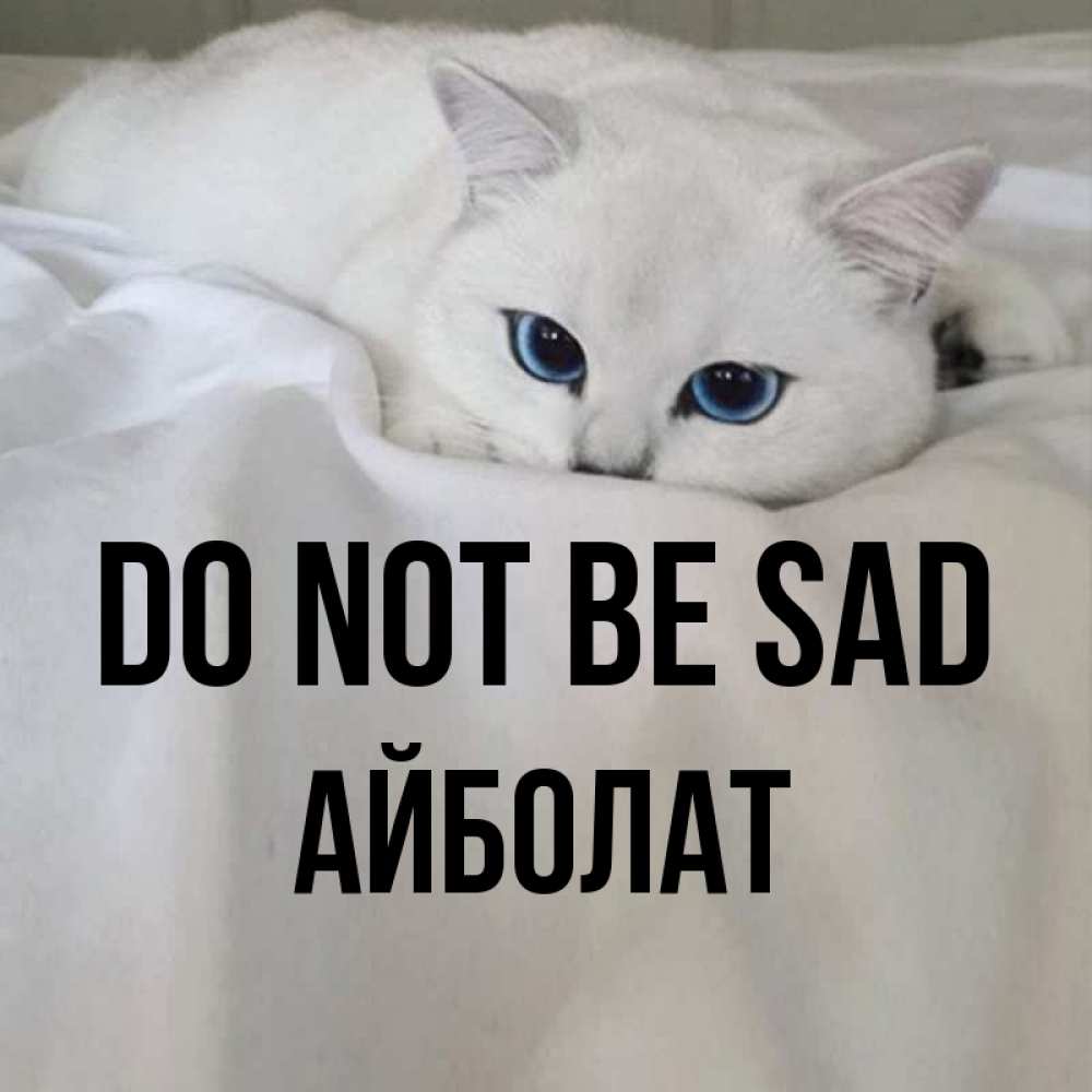 Greetings card с именем, Айболат Do not be sad Голубоглазая кошка Greetings with text for free download 