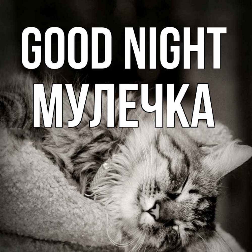Greetings card с именем, Мулечка Good night котярик пушистый Greetings with text for free download 