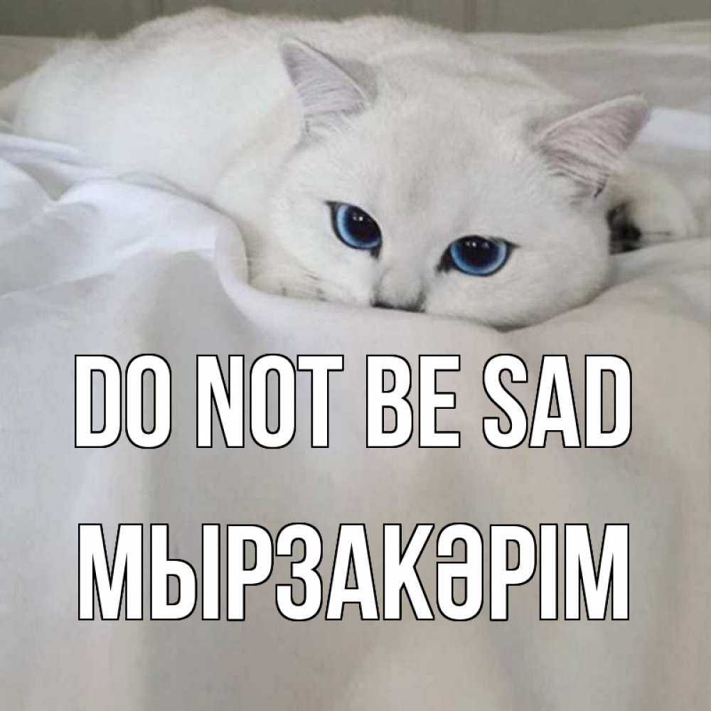 Greetings card с именем, Мырзакәрім Do not be sad белый кот с голубыми глазами на белоснежной кровати Greetings with text for free download 