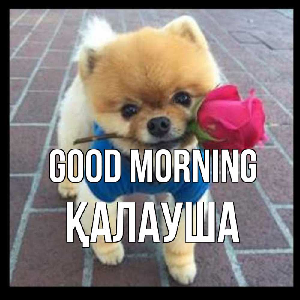 Greetings card с именем, Қалауша Good morning роза в зубах Greetings with text for free download 