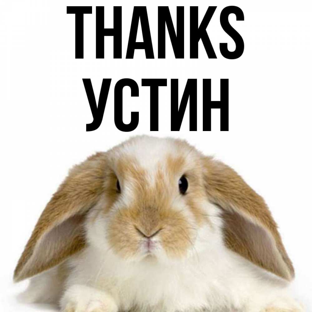 Greetings card с именем, Устин Thanks коричнево белый заяц Greetings with text for free download 