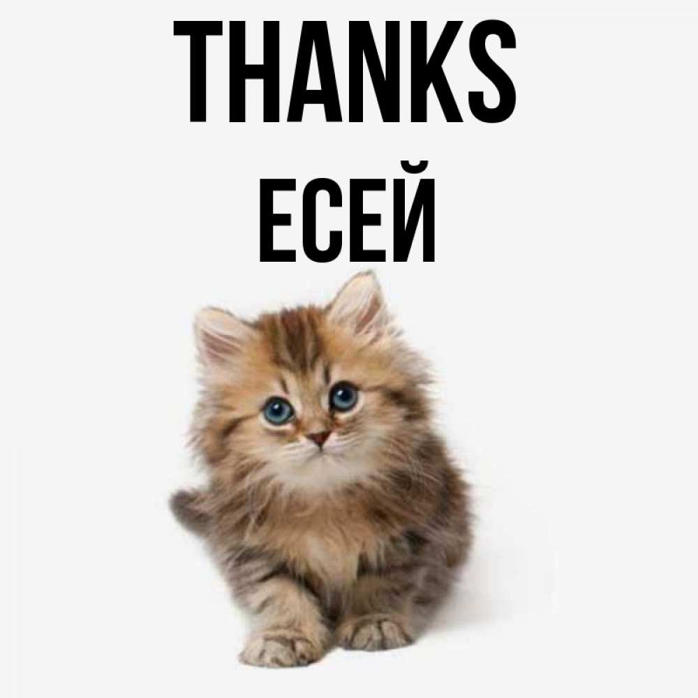 Greetings card с именем, Есей Thanks пушистый котик Greetings with text for free download 