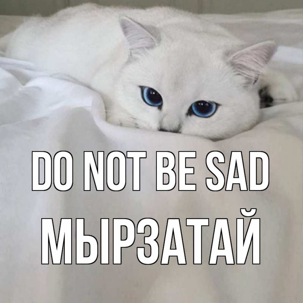 Greetings card с именем, Мырзатай Do not be sad белый кот с голубыми глазами на белоснежной кровати Greetings with text for free download 