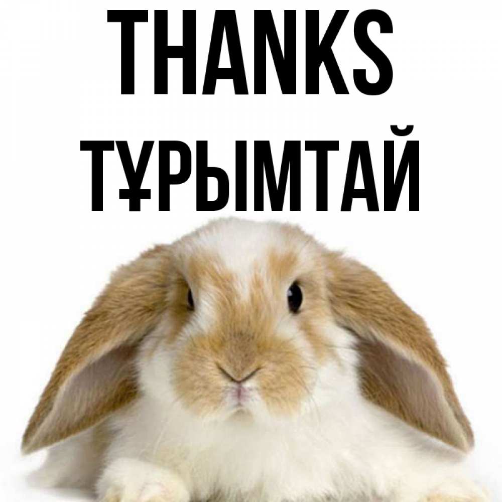 Greetings card с именем, ТҰРЫМТАЙ Thanks коричнево белый заяц Greetings with text for free download 