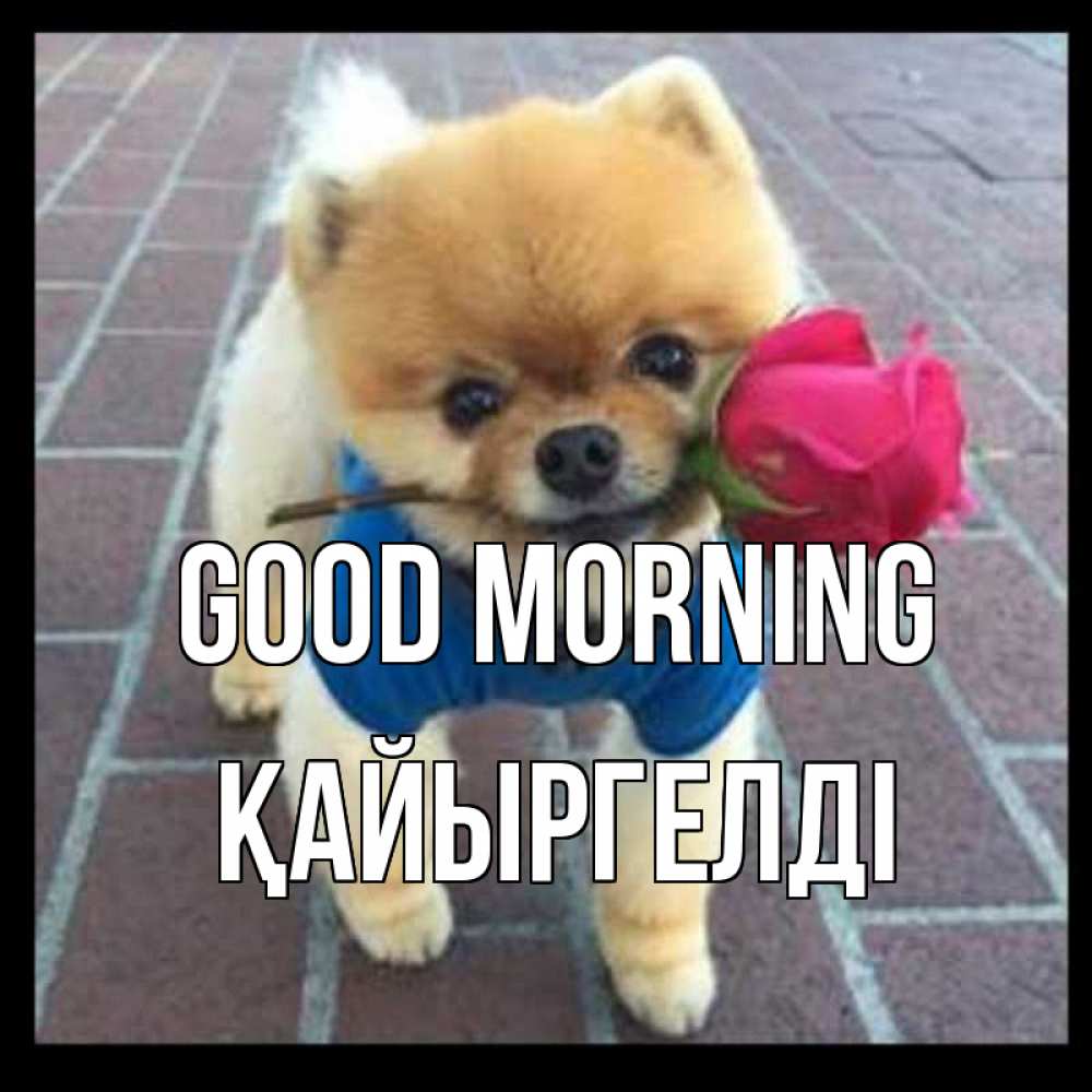 Greetings card с именем, Қайыргелді Good morning роза в зубах Greetings with text for free download 