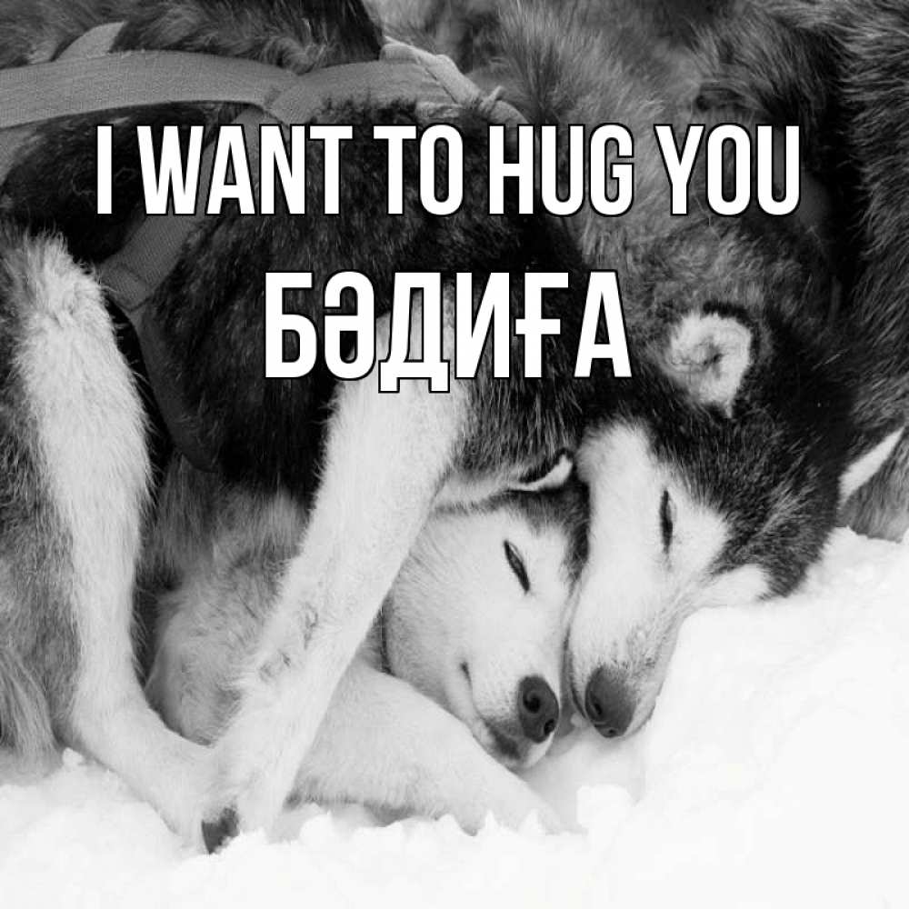 Greetings card с именем, БӘДИҒА I want to hug you собачки в упряжке Greetings with text for free download 