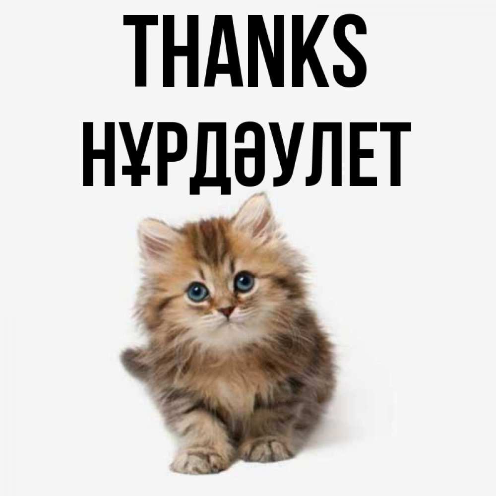 Greetings card с именем, НҰРДӘУЛЕТ Thanks пушистый котик Greetings with text for free download 