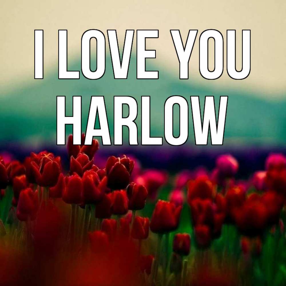 Greetings card с именем, Harlow I love you тюльпаны 4 Greetings with text for free download 