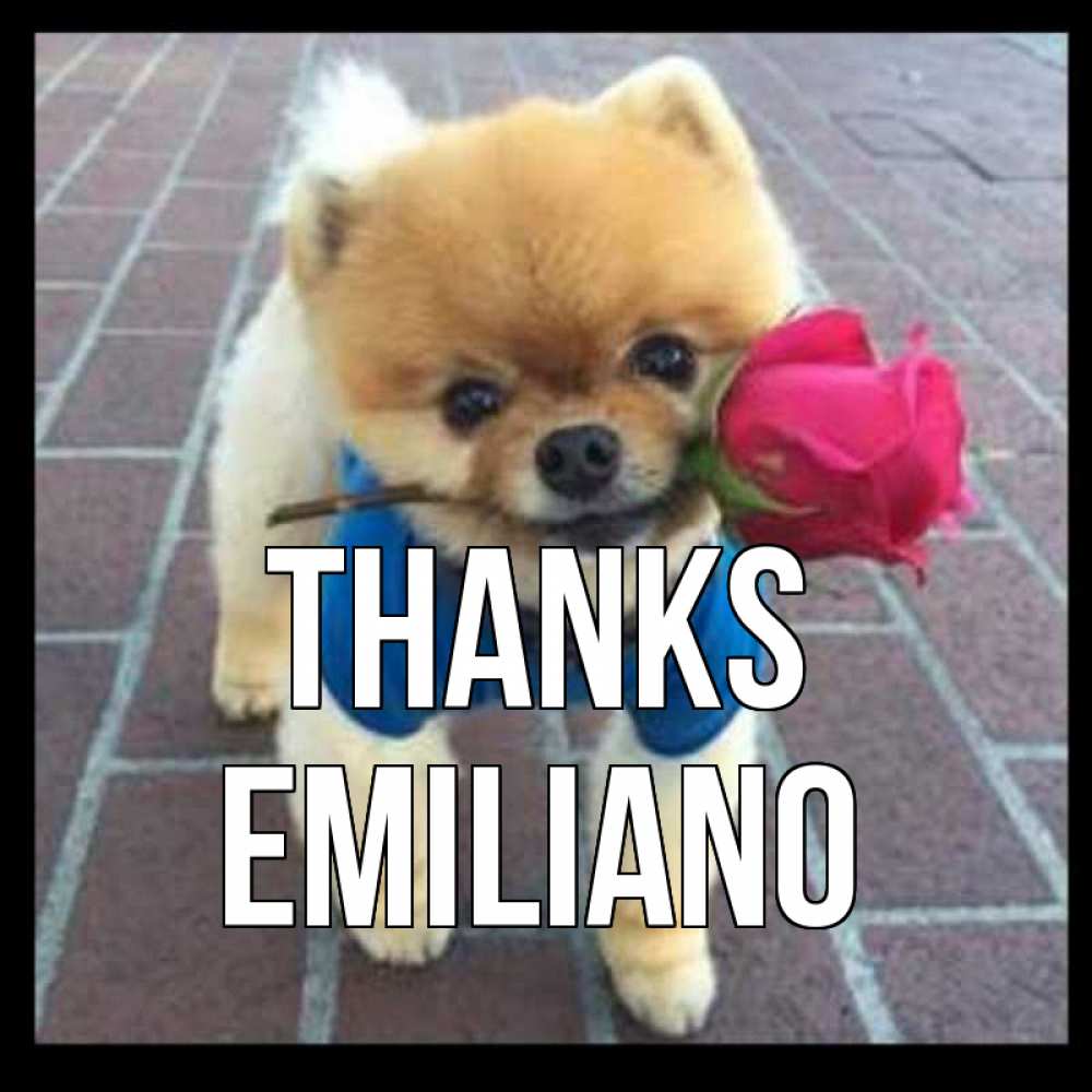 Greetings card с именем, Emiliano Thanks спасибо и дарю тебе цветок Greetings with text for free download 