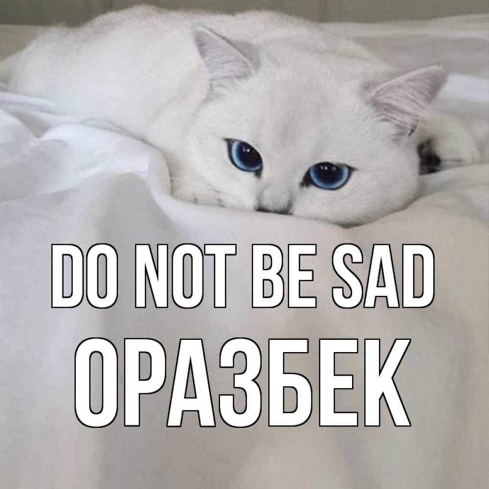 Greetings card с именем, ОРАЗБЕК Do not be sad белый кот с голубыми глазами на белоснежной кровати Greetings with text for free download 