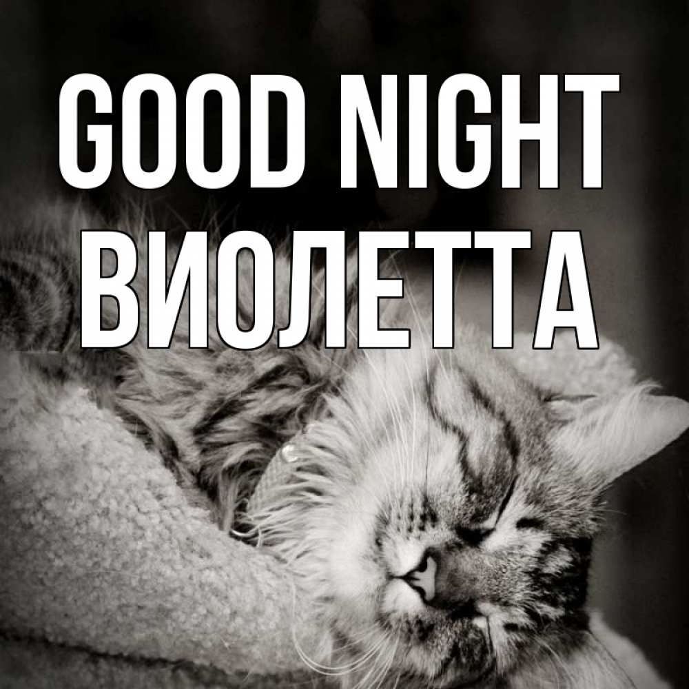 Greetings card с именем, Виолетта Good night котярик пушистый Greetings with text for free download 