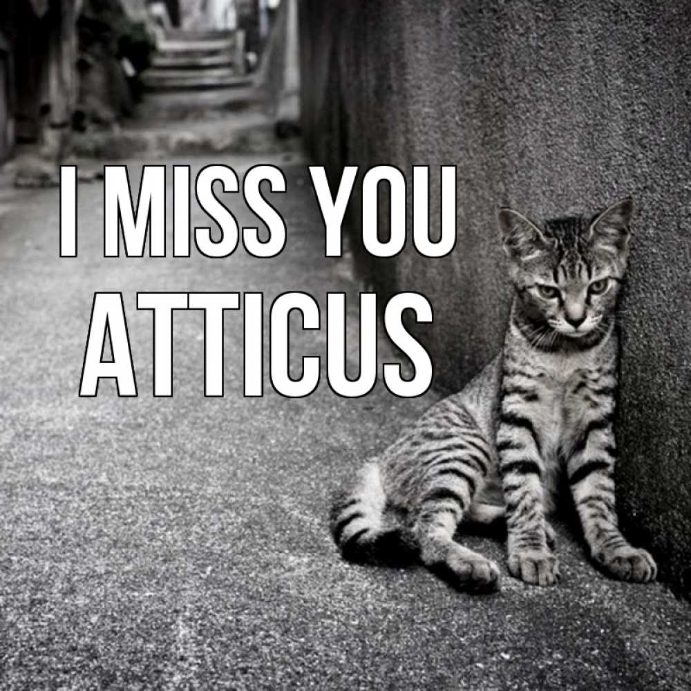 Greetings card с именем, Atticus I miss you одиноко котику Greetings with text for free download 