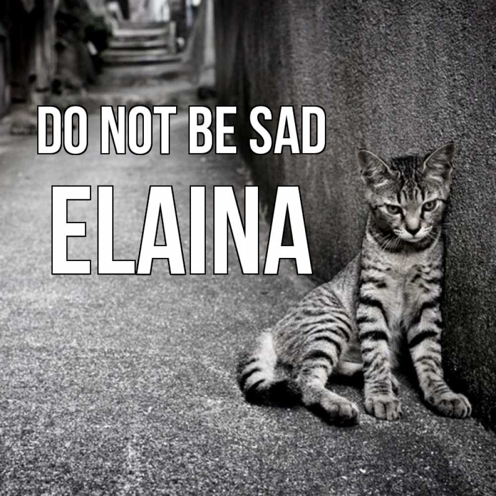 Greetings card с именем, Elaina Do not be sad скучающий котик Greetings with text for free download 