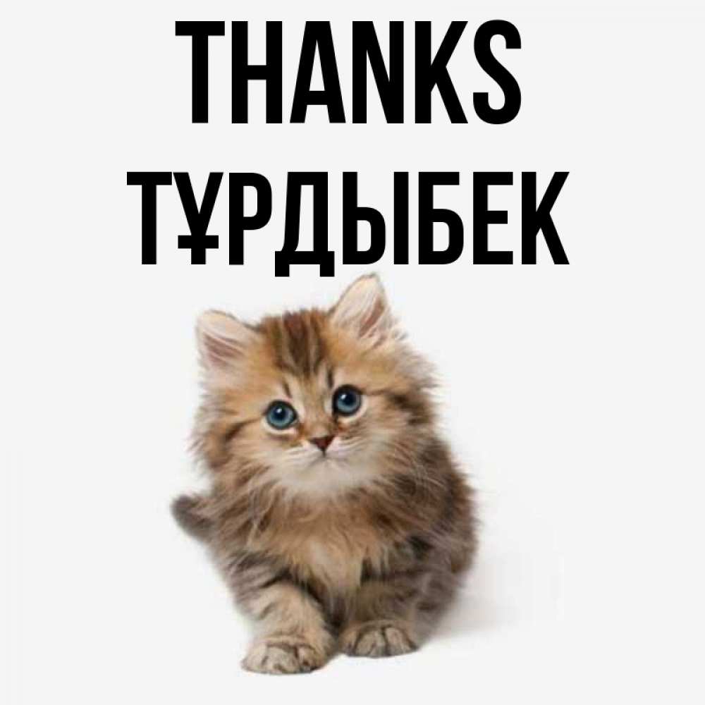 Greetings card с именем, ТҰРДЫБЕК Thanks пушистый котик Greetings with text for free download 