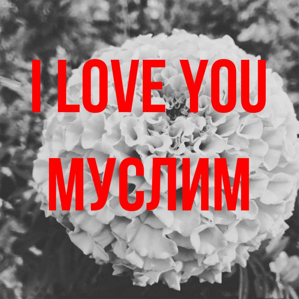 Greetings card с именем, Муслим I love you подпись Greetings with text for free download 