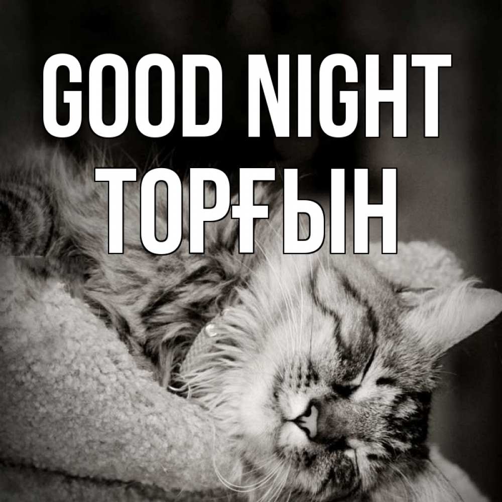 Greetings card с именем, ТОРҒЫН Good night котярик пушистый Greetings with text for free download 