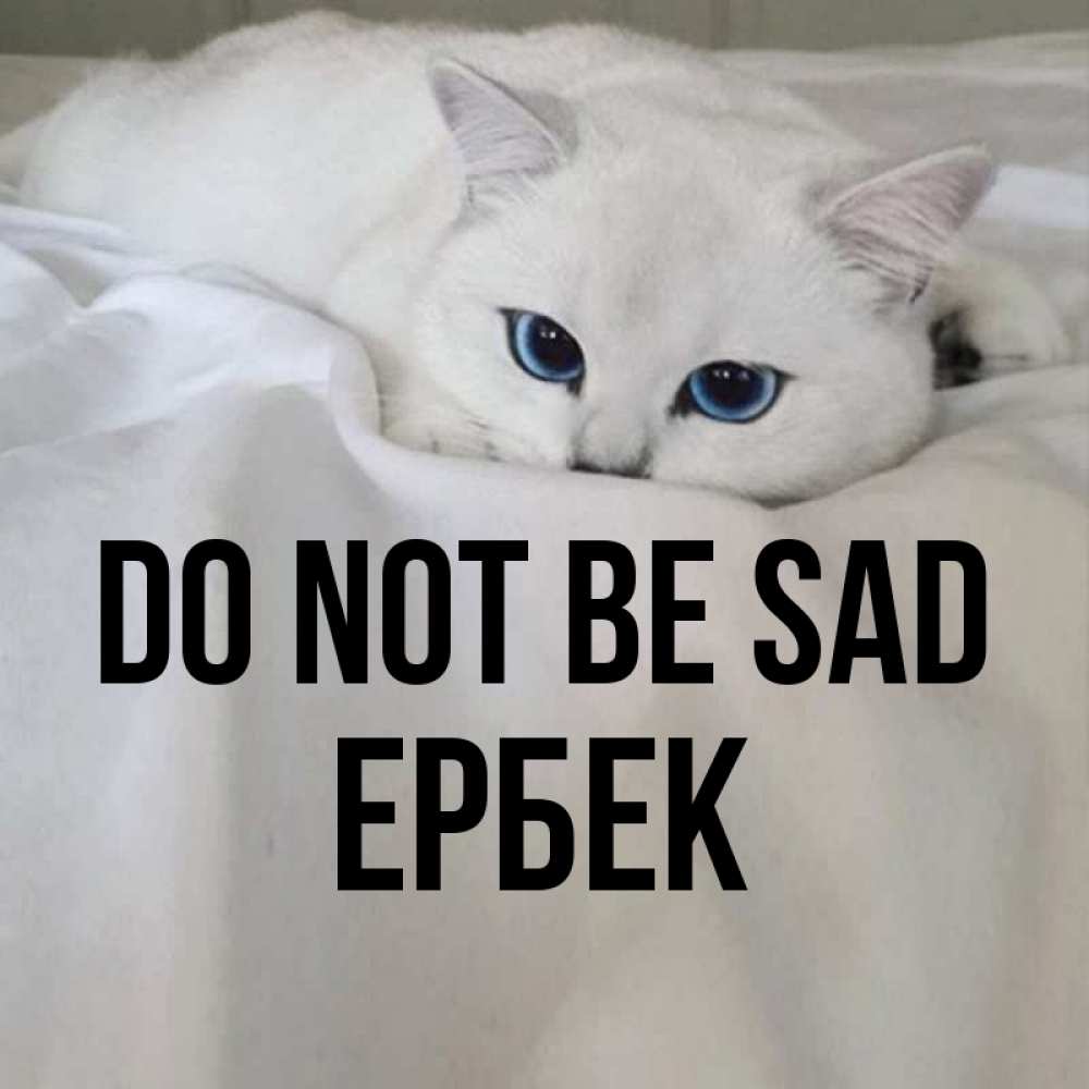 Greetings card с именем, Ербек Do not be sad Голубоглазая кошка Greetings with text for free download 