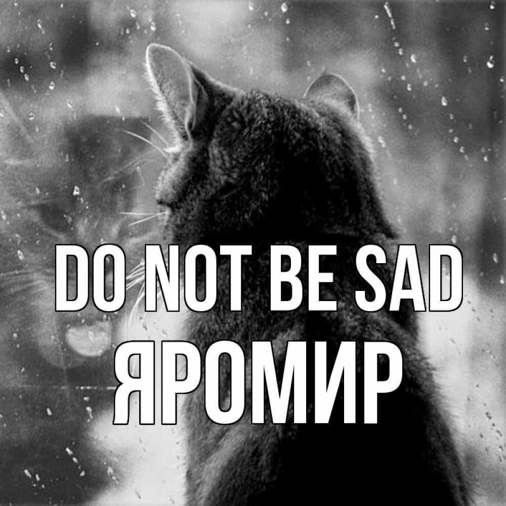 Greetings card с именем, Яромир Do not be sad отражение кота 1 Greetings with text for free download 