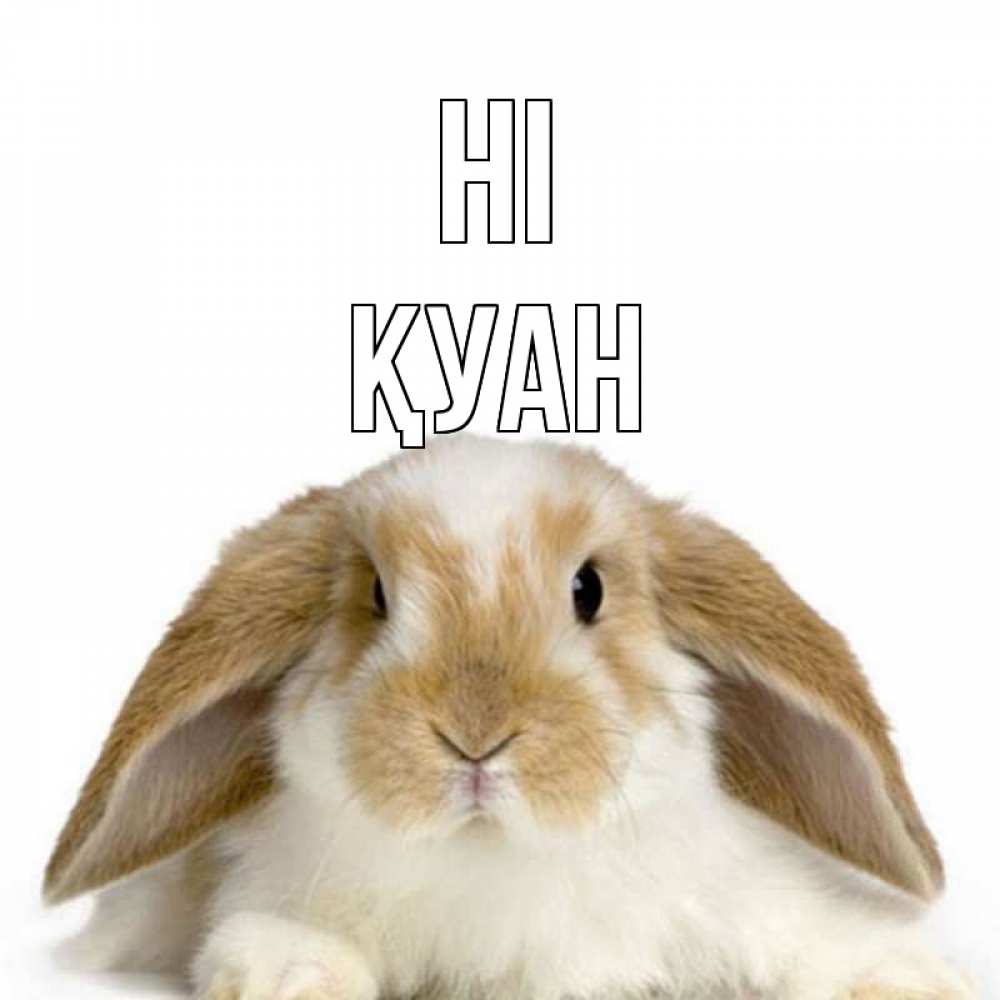 Greetings card с именем, ҚУАН Hi с животными Greetings with text for free download 