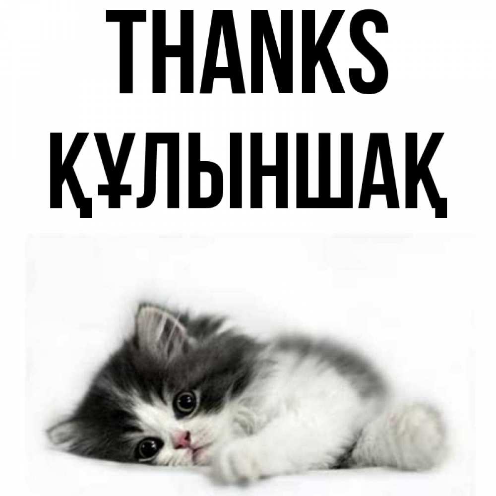 Greetings card с именем, ҚҰЛЫНШАҚ Thanks черный и белый кот Greetings with text for free download 