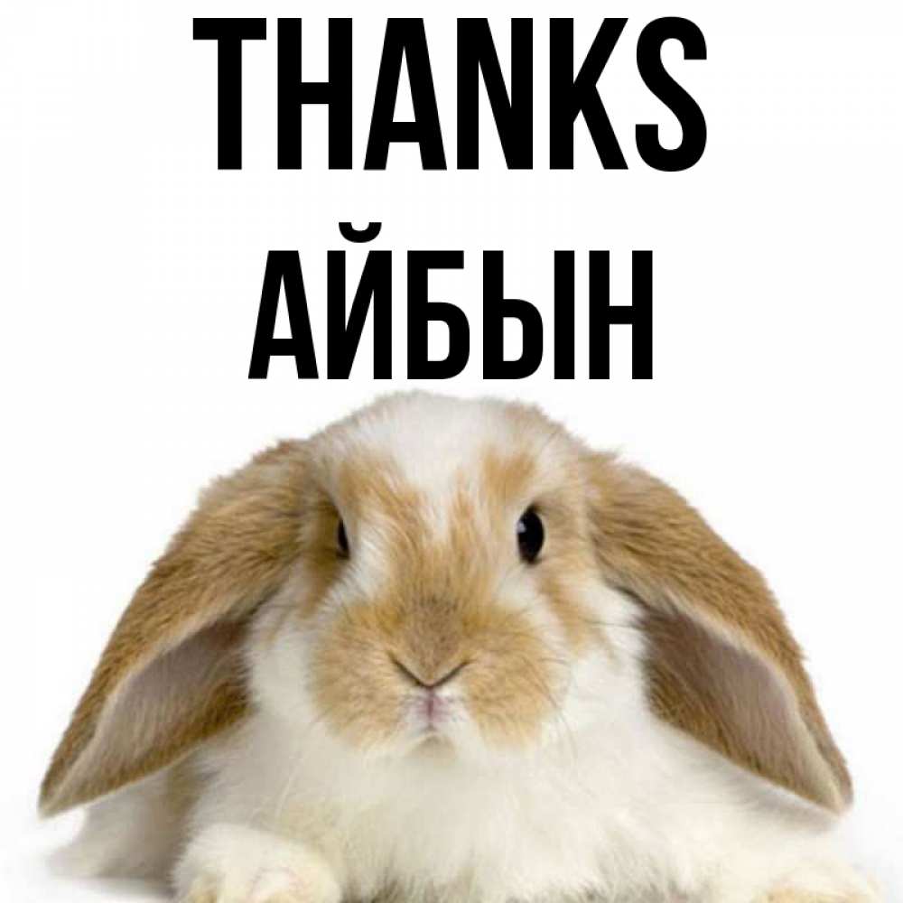 Greetings card с именем, Айбын Thanks коричнево белый заяц Greetings with text for free download 
