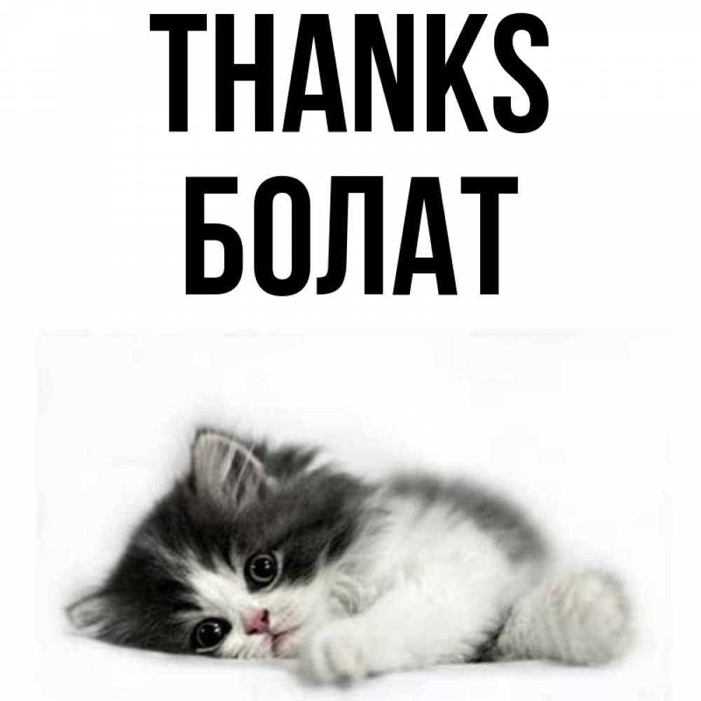 Greetings card с именем, Болат Thanks черный и белый кот Greetings with text for free download 