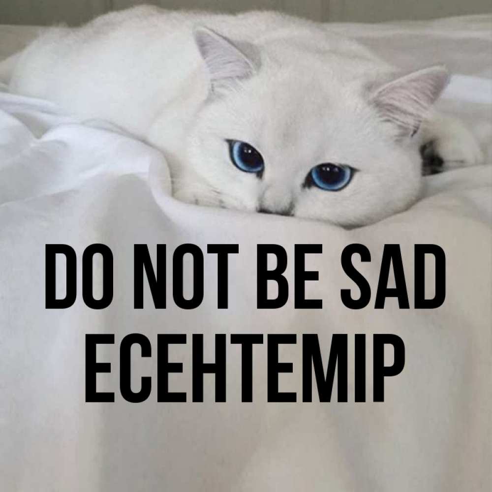 Greetings card с именем, Есентемір Do not be sad Голубоглазая кошка Greetings with text for free download 