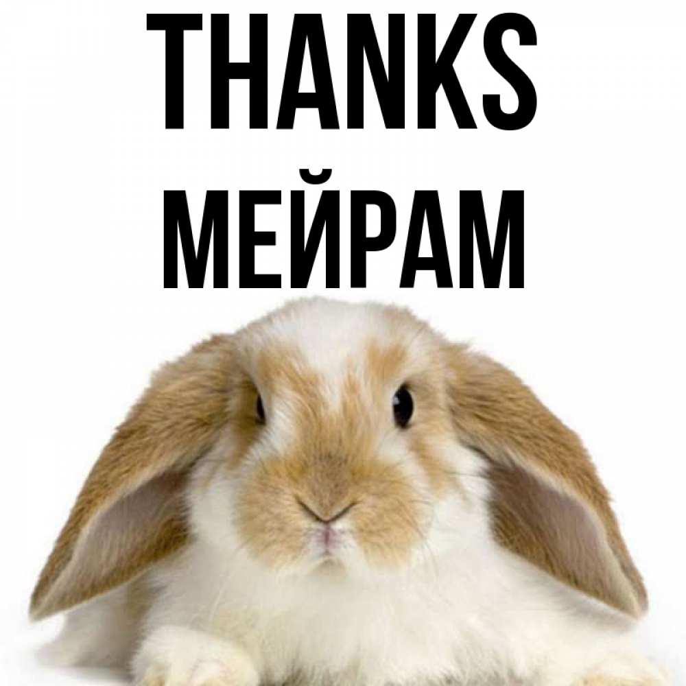 Greetings card с именем, МЕЙРАМ Thanks коричнево белый заяц Greetings with text for free download 