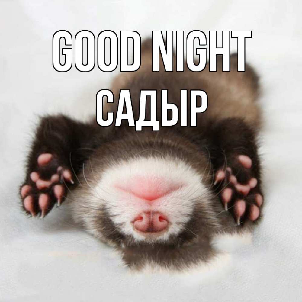 Greetings card с именем, САДЫР Good night зверек Greetings with text for free download 