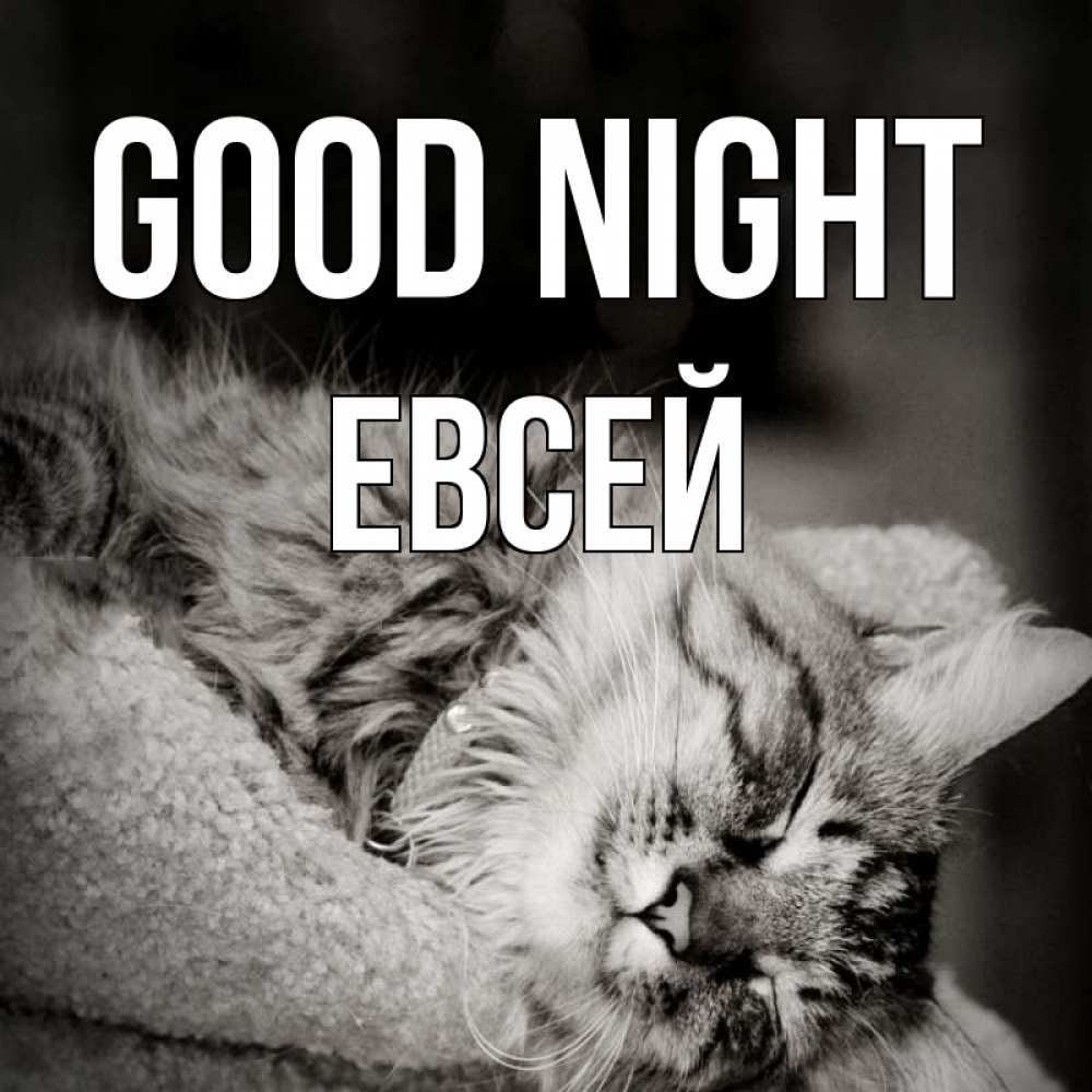 Greetings card с именем, Евсей Good night котярик пушистый Greetings with text for free download 