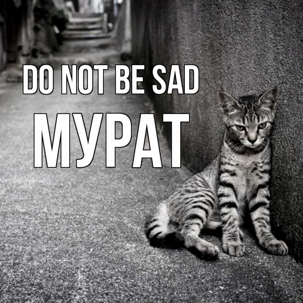 Greetings card с именем, Мурат Do not be sad скучающий котик Greetings with text for free download 
