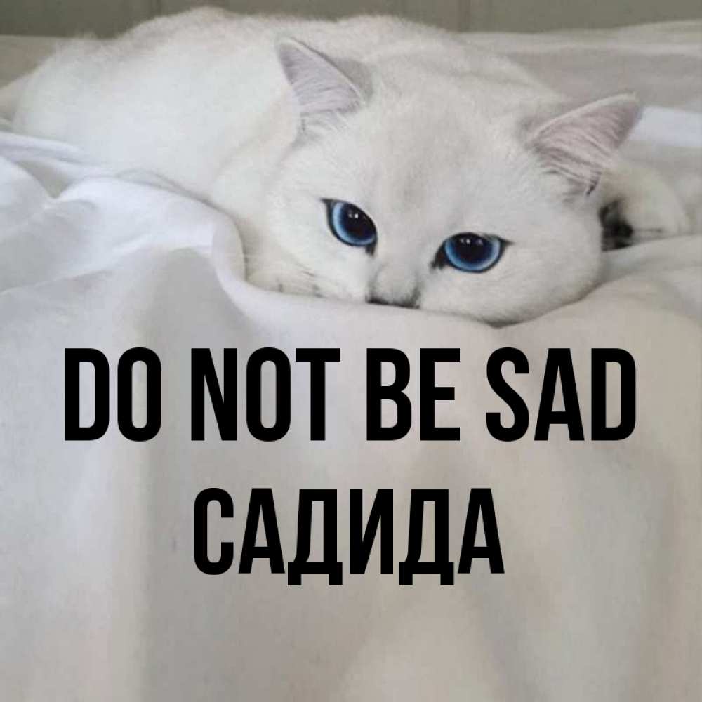 Greetings card с именем, САДИДА Do not be sad Голубоглазая кошка Greetings with text for free download 