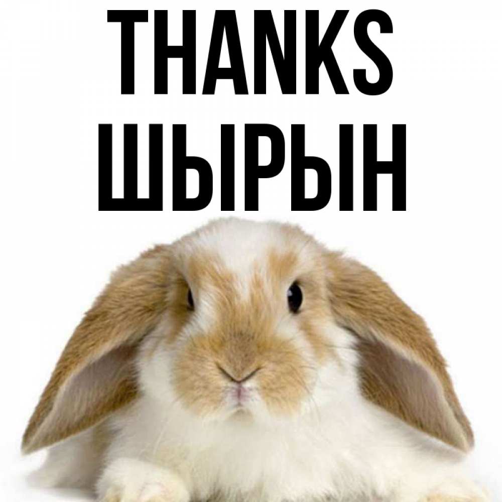 Greetings card с именем, ШЫРЫН Thanks коричнево белый заяц Greetings with text for free download 