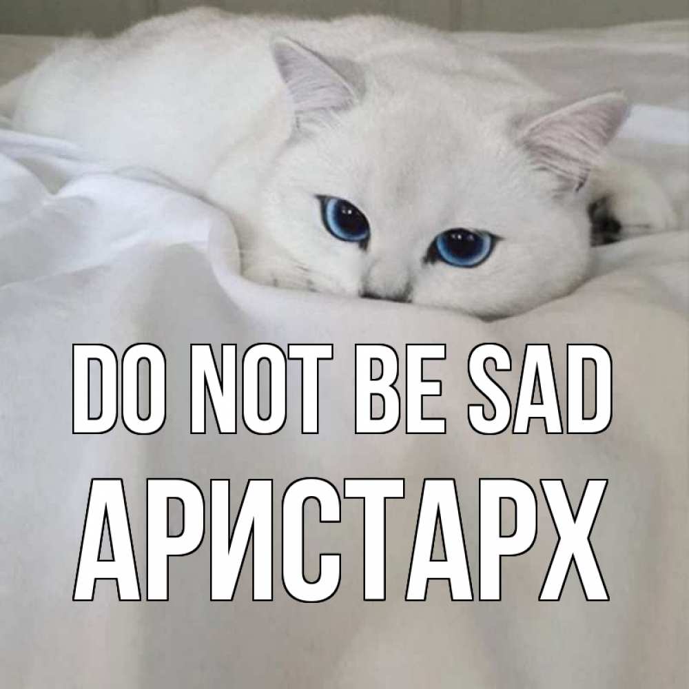 Greetings card с именем, Аристарх Do not be sad белый кот с голубыми глазами на белоснежной кровати Greetings with text for free download 